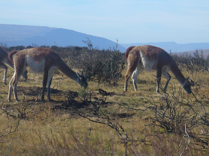 P1000768