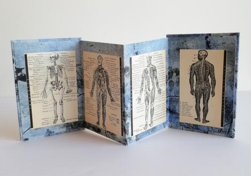 2023 : Anatomie