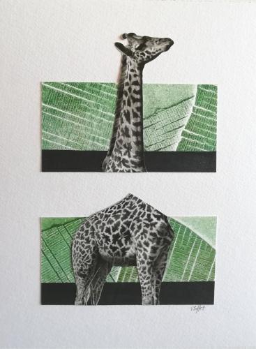 2021 : Girafe divorcée