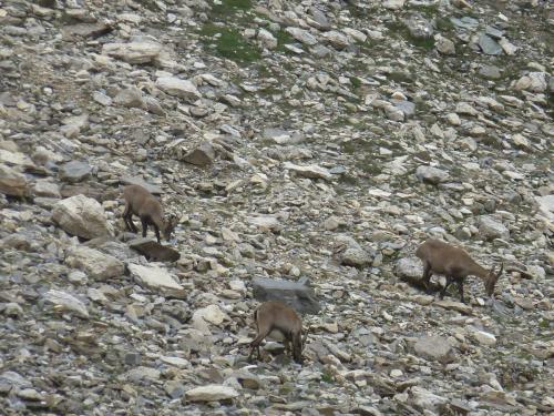 2ème jour : Des chamois