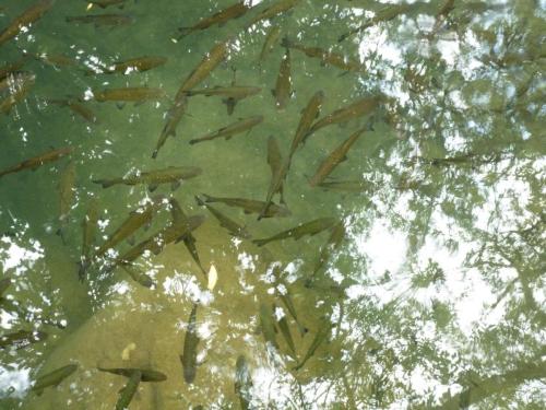 J2 : Parc national de Krka