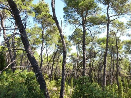 J3 : Ile d'Ugljan