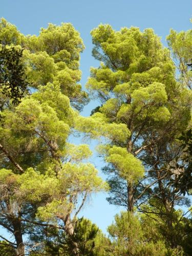 J11 : Ile de Mljet