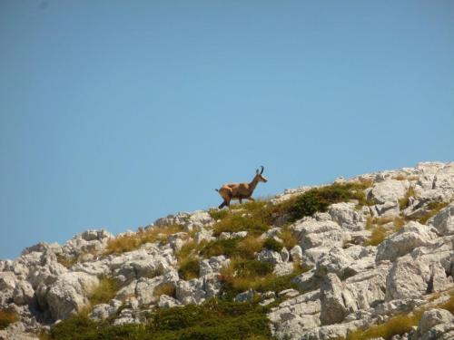 J14 : Parc National de Biokovo avec des chamois