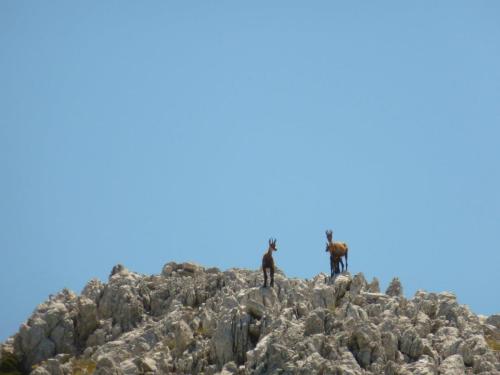 J14 : Parc National de Biokovo avec des chamois
