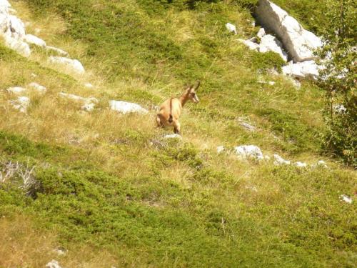 J14 : Parc National de Biokovo avec des chamois